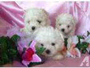 Maltese Puppy for sale in UVALDE, TX, USA