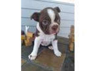 Boston Terrier Puppy for sale in Grabill, IN, USA