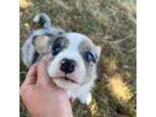 Cardigan Welsh Corgi Puppy for sale in Bonners Ferry, ID, USA