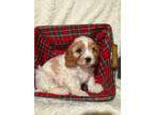 Cavachon Puppy for sale in Paradise, PA, USA
