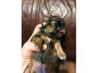 Mutt Puppy for sale in Spruce Pine, NC, USA