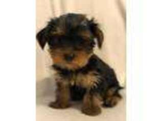 Yorkshire Terrier Puppy for sale in Laguna Hills, CA, USA