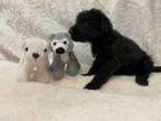 Goldendoodle Puppy for sale in Johnson, KS, USA