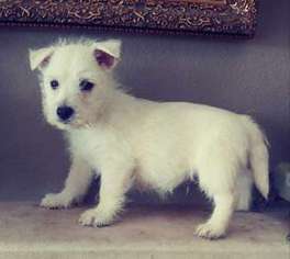 West Highland White Terrier Puppy for sale in EL CAJON, CA, USA
