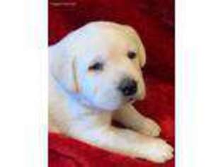 Labrador Retriever Puppy for sale in Wartrace, TN, USA