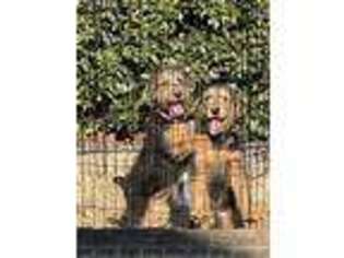 Airedale Terrier Puppy for sale in Atlanta, GA, USA