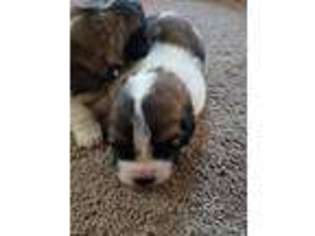 Saint Bernard Puppy for sale in Rural Valley, PA, USA