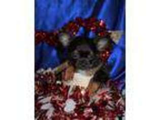 Chihuahua Puppy for sale in Goldsboro, NC, USA
