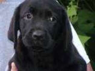Labrador Retriever Puppy for sale in Topsham, VT, USA