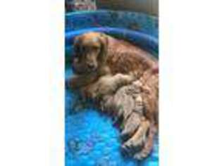 Golden Retriever Puppy for sale in Athens, WI, USA