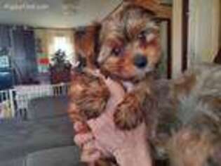 Yorkshire Terrier Puppy for sale in Elizabeth, IN, USA
