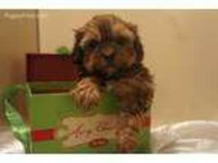 Shih-Poo Puppy for sale in Lawton, IA, USA