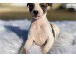 Whippet Puppy for sale in Fort Worth, TX, USA