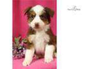 Miniature Australian Shepherd Puppy for sale in Jacksonville, FL, USA