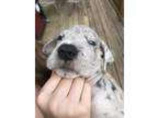 Great Dane Puppy for sale in Lorton, VA, USA