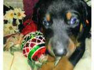 Doberman Pinscher Puppy for sale in Cobden, IL, USA