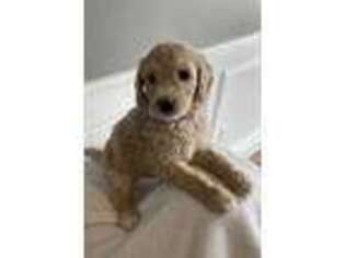 Goldendoodle Puppy for sale in West Unity, OH, USA