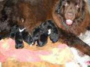 Newfoundland Puppy for sale in GRANVILLE SUMMIT, PA, USA