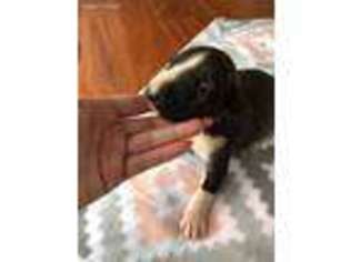 Bull Terrier Puppy for sale in Charleston, WV, USA
