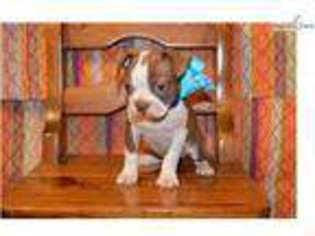 Boston Terrier Puppy for sale in Chattanooga, TN, USA