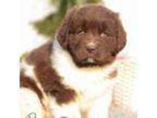 Newfoundland Puppy for sale in Howe, IN, USA