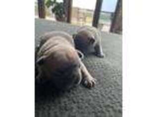 French Bulldog Puppy for sale in Hebron, KY, USA
