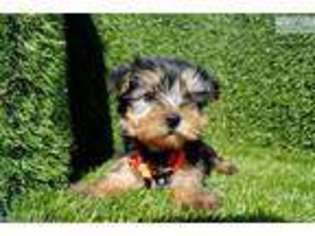 Yorkshire Terrier Puppy for sale in San Diego, CA, USA