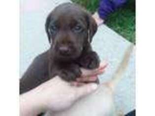 Labrador Retriever Puppy for sale in Rosedale, MD, USA