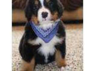 Bernese Mountain Dog Puppy for sale in Karlstad, MN, USA