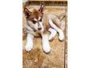 Siberian Husky Puppy for sale in Brunswick, OH, USA