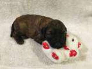 Mutt Puppy for sale in Alberton, MT, USA
