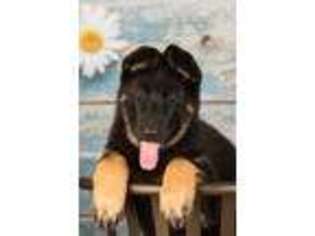 German Shepherd Dog Puppy for sale in Shoals, IN, USA