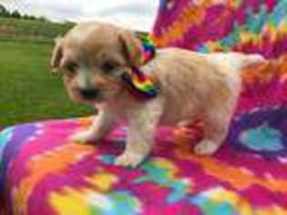Havanese Puppy for sale in Denver, PA, USA