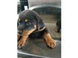 Rottweiler Puppy for sale in Bloomingdale, MI, USA