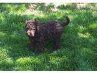 Labradoodle Puppy for sale in Logan, UT, USA