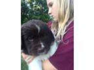 Newfoundland Puppy for sale in Petersburg, TN, USA