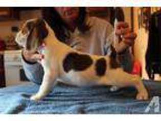 Beagle Puppy for sale in CORNING, NY, USA