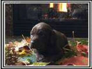 Labrador Retriever Puppy for sale in Oregon City, OR, USA