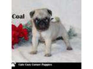 Pug Puppy for sale in Taylorsville, NC, USA