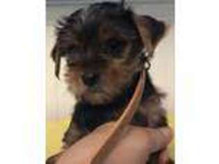 Yorkshire Terrier Puppy for sale in Danville, NH, USA