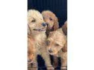 Goldendoodle Puppy for sale in Sherman Oaks, CA, USA