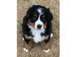 Bernese Mountain Dog Puppy for sale in Elizabeth, CO, USA