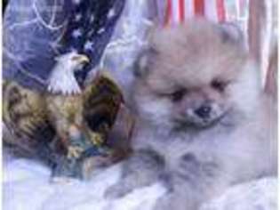 Pomeranian Puppy for sale in Modesto, CA, USA