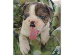French Bulldog Puppy for sale in SAGINAW, MI, USA