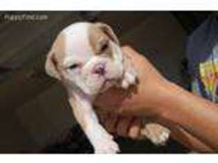 Bulldog Puppy for sale in Palm Springs, CA, USA