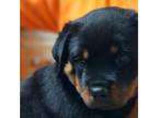 Rottweiler Puppy for sale in Council Bluffs, IA, USA