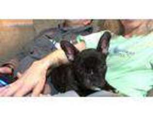 French Bulldog Puppy for sale in Muskogee, OK, USA