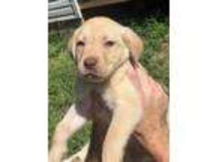 Labrador Retriever Puppy for sale in Dahlonega, GA, USA