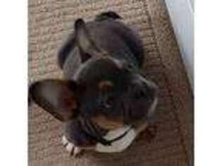 French Bulldog Puppy for sale in Bryan, OH, USA