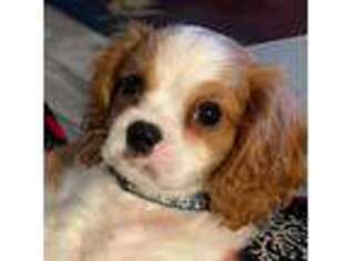 Cavalier King Charles Spaniel Puppy for sale in Mount Croghan, SC, USA